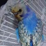 柳井市O様インコのプーちゃん