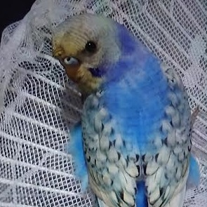 柳井市O様インコのプーちゃん