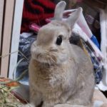 周南市S様うさぎのポッキーちゃん