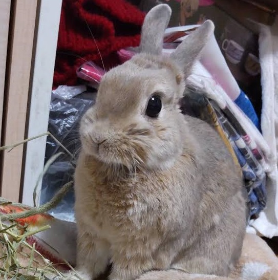 周南市S様うさぎのポッキーちゃん