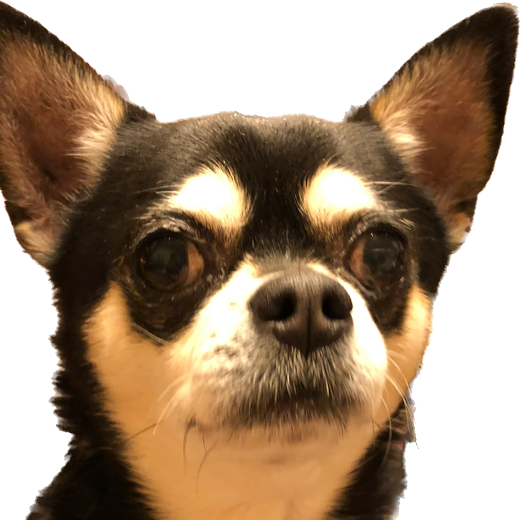 周南市I様犬の瑞安ちゃん