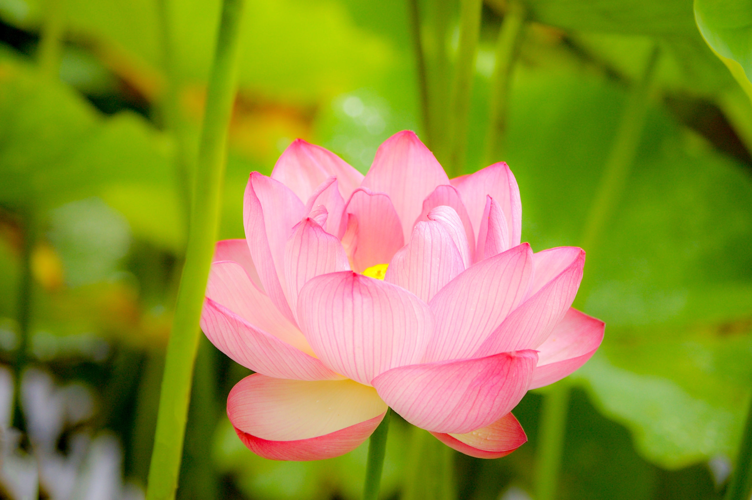 5月岩国斎場月例法要案内