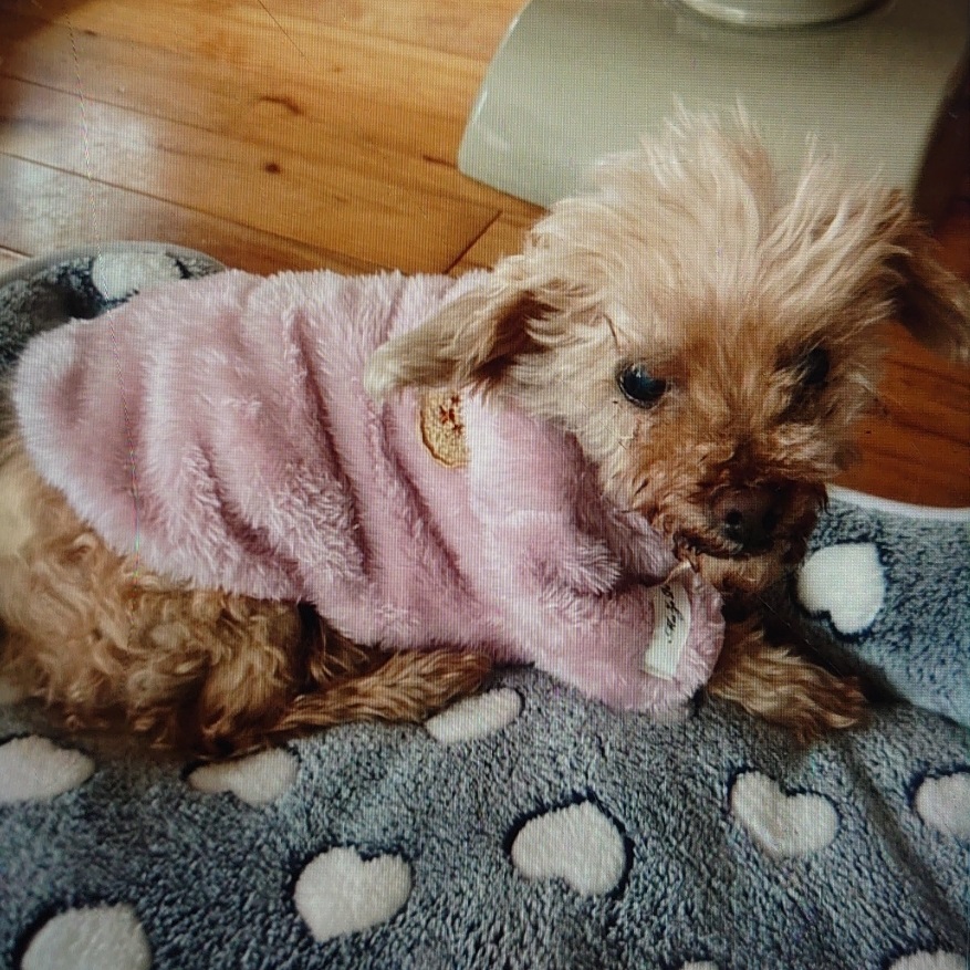 田布施町N様犬のネネちゃん