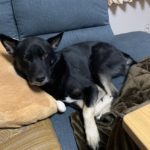 下松市N様の犬のチョコちゃん