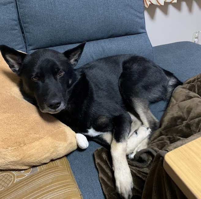 下松市N様の犬のチョコちゃん