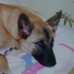 岩国市O様犬の風牙くん