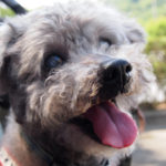 岩国市M様犬のアキちゃん