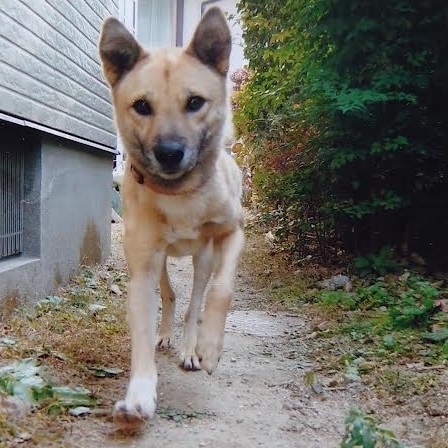 光市T様犬のゴンくん