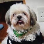 光市K様犬のエースくん