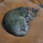 周南市Y様猫のナナちゃん