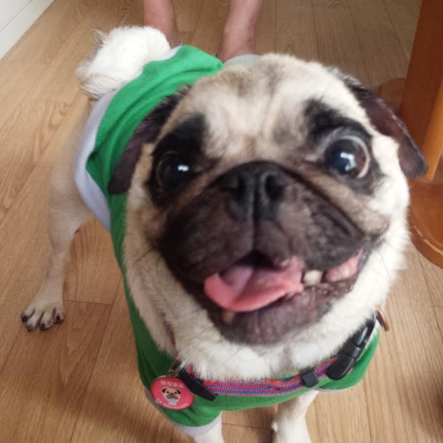 周南市Y様犬の花丸ちゃん