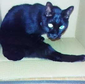 周南市Y様猫のミミタくん