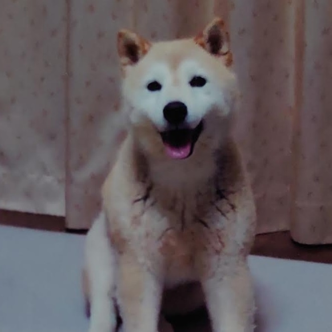 周南市N様犬のノアちゃん