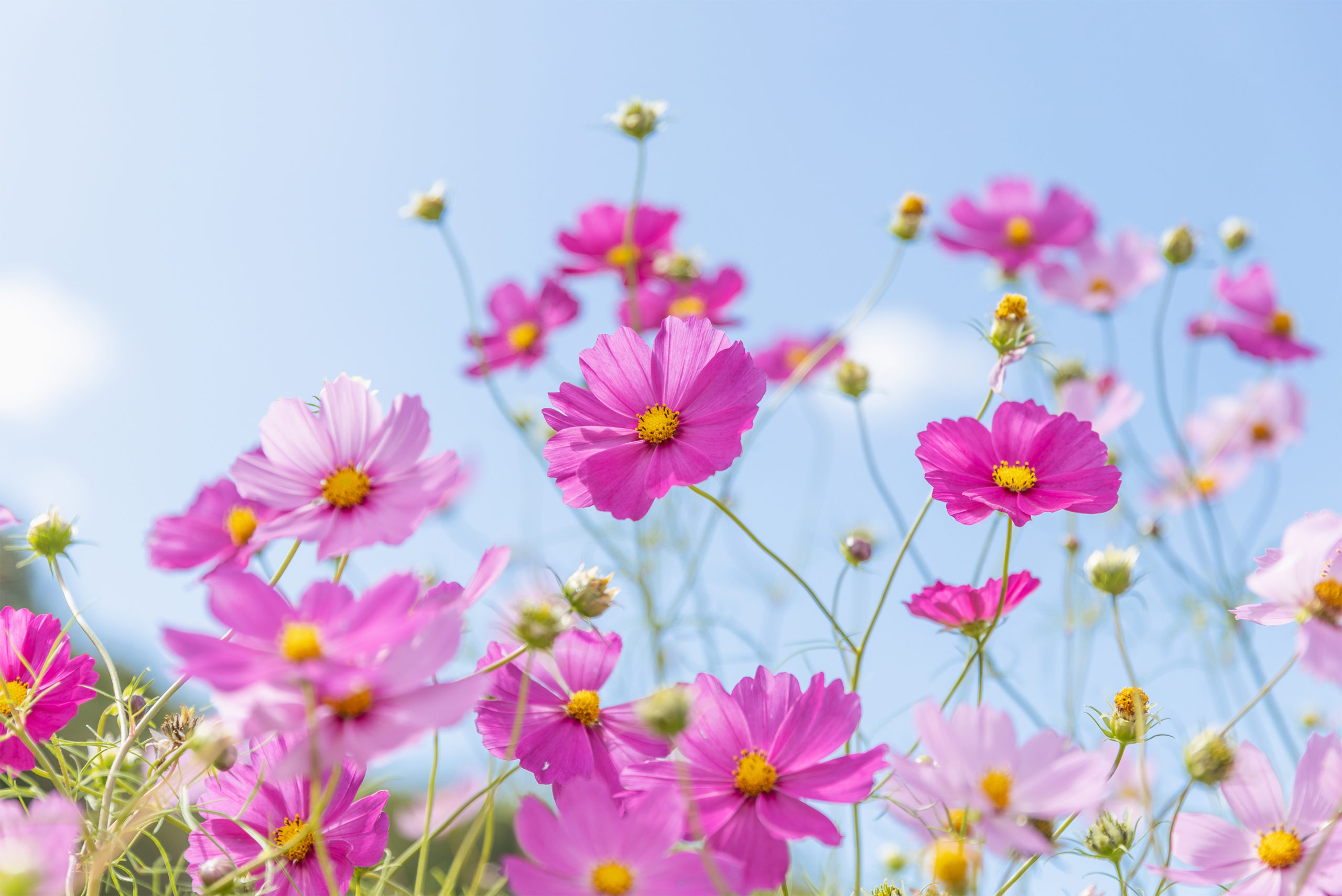 9月岩国斎場月例法要案内