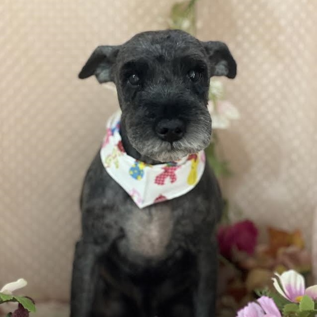 周南市I様犬のてんてんちゃん
