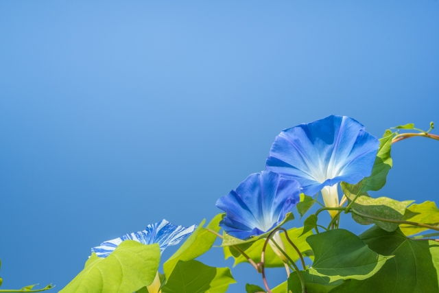 8月田布施斎場月例法要案内