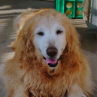周南市S様犬の志乃ちゃん