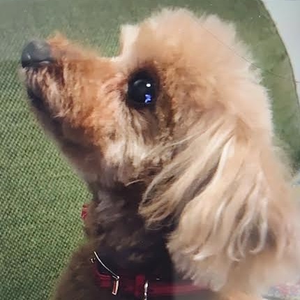 光市A様犬のミルちゃん