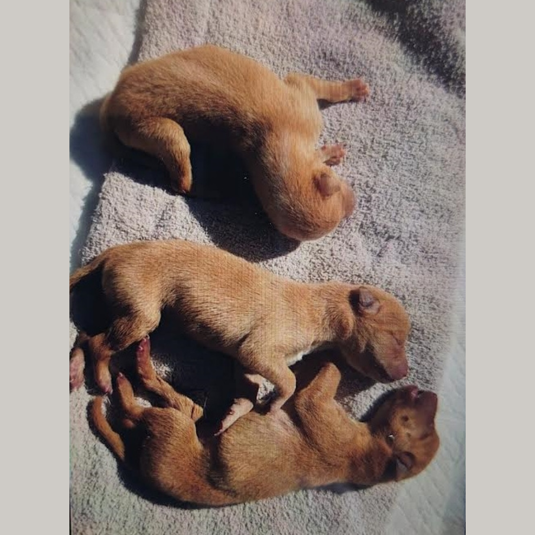 周南市O様犬の赤ちゃんたち