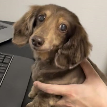 下松市K様犬のアマリアちゃん