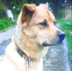 柳井市T様犬のセブンちゃん