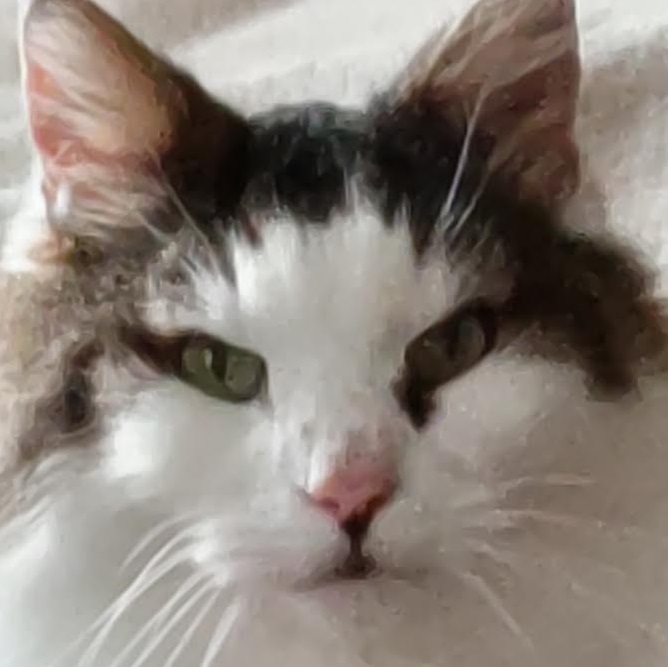 周南市S様猫のしおちゃん