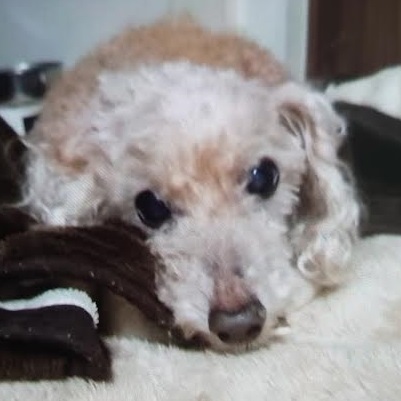 光市K様犬のプーくん