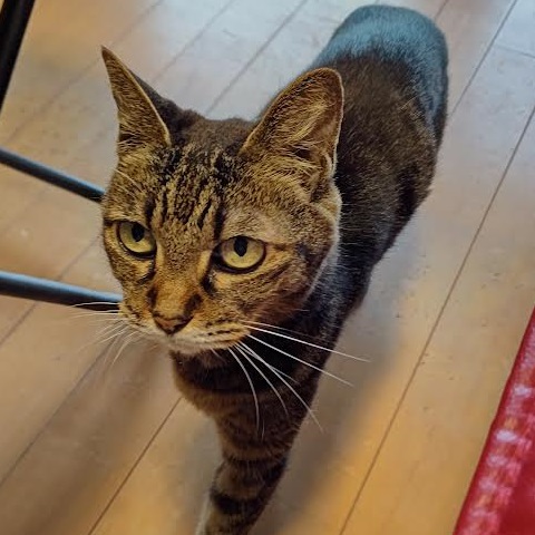 下松市K様猫のアジちゃん