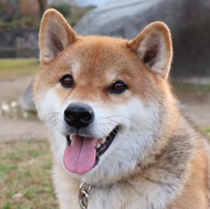 柳井市Y様犬のはるちゃん