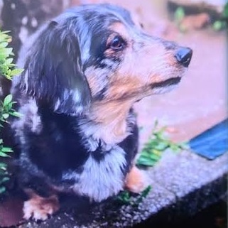 平生町Y様犬のぷぅくん