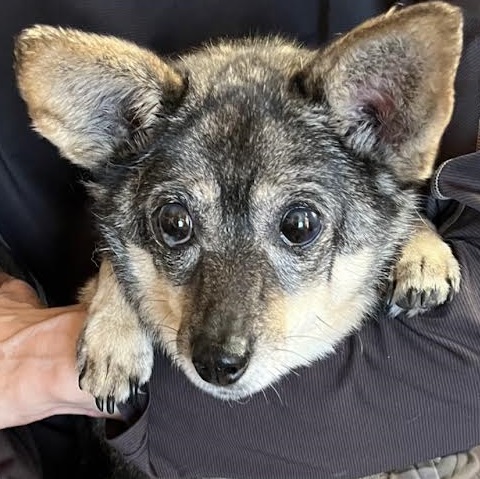 周南市O様犬のチョッパーちゃん