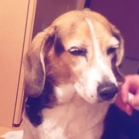 光市H様犬のクッキーくん