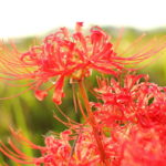 9月周南斎場月例法要ご案内