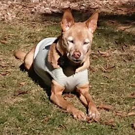 周南市K様犬のちりちゃん