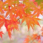 11月岩国斎場月例法要案内