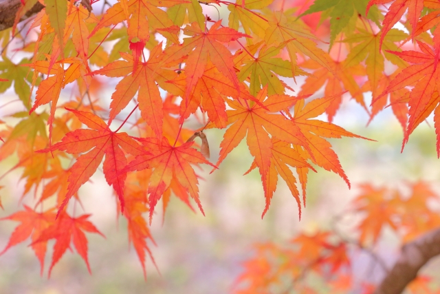 11月岩国斎場月例法要案内