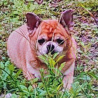 周南市S様犬のキラちゃん