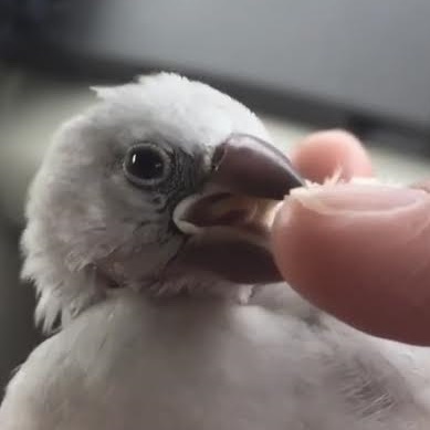 光市K様文鳥のかんちゃん