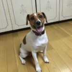 田布施町K様犬のレイラちゃん