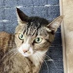 周南市O様猫のラクくん