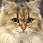 下松市Y様猫のマメ太郎君