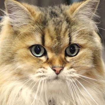 下松市Y様猫のマメ太郎君
