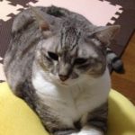 柳井市Y様猫のとろちゃん