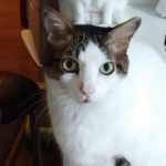 光市K様猫の空羽ちゃん