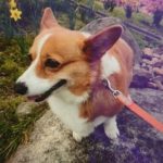 下松市H様犬のハナちゃん