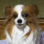 大竹市U様犬のチップくん