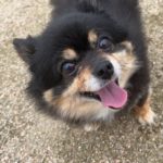 周南市T様犬のゆずちゃん