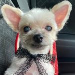 周南市I様犬のマリンちゃん