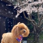 田布施町U様犬の嵐くん