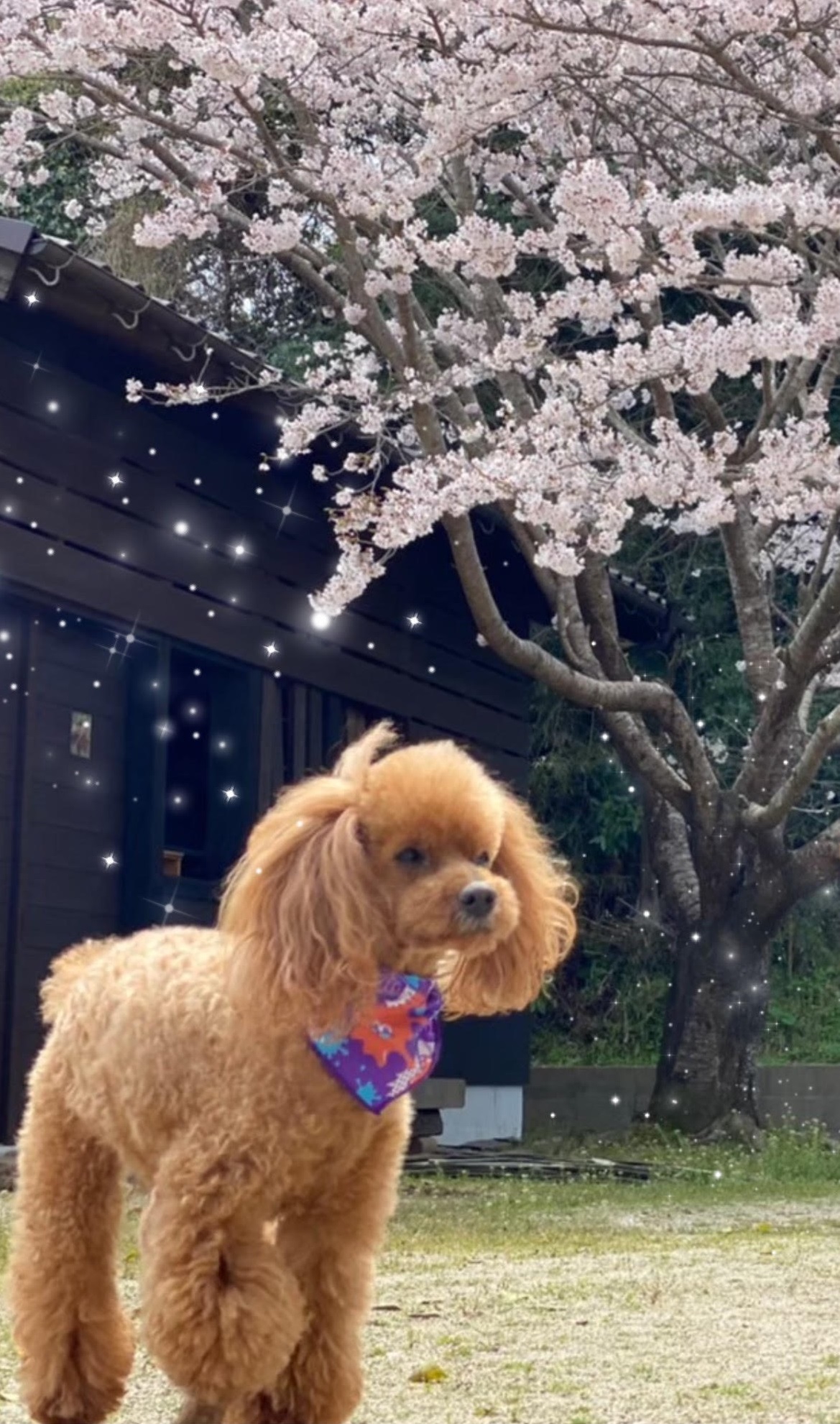 田布施町U様犬の嵐くん